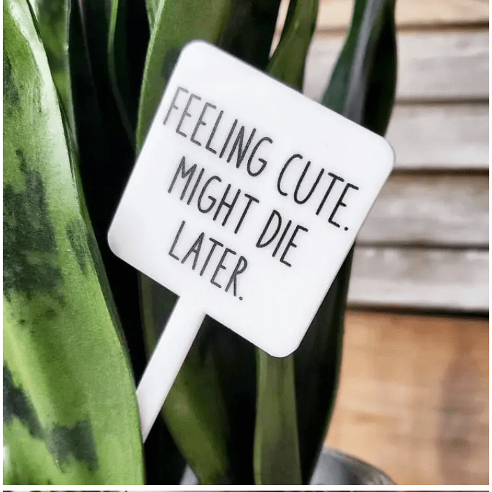 Feeling Cute. Might Die Later Plant Marker Stake - White Farmhouse Flowers