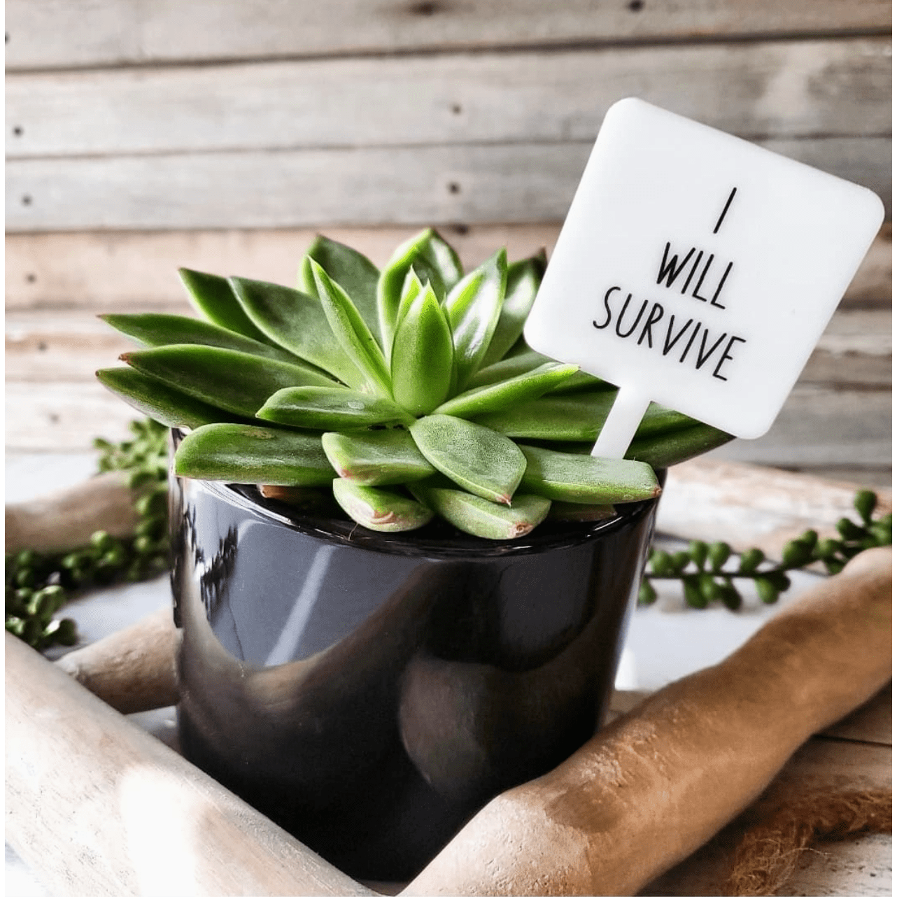 I Will Survive Plant Marker Stake - White Farmhouse Flowers