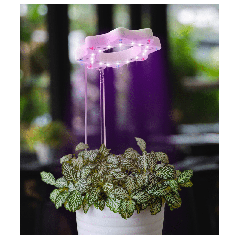 Seed N Sprout Bloomie Indoor Grow Light - White Farmhouse Flowers