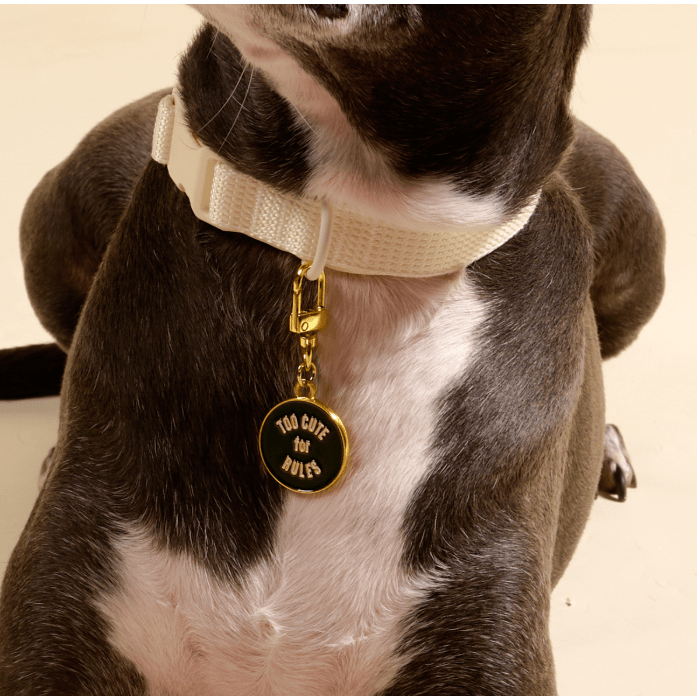 Too Cute for Rules Pawfect Collar Charm - White Farmhouse Flowers