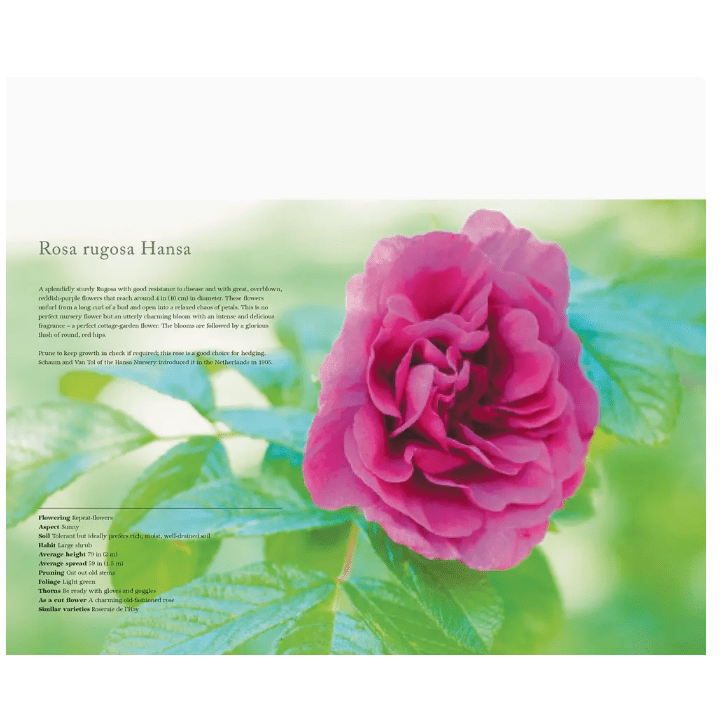 Vintage Roses Coffee Table Book - White Farmhouse Flowers