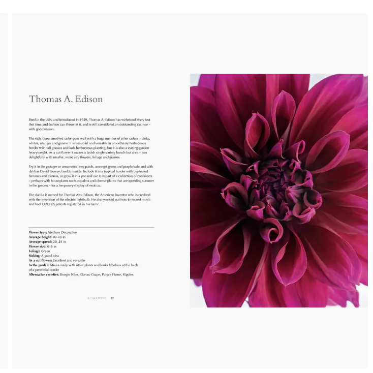 Flower with text on a white background