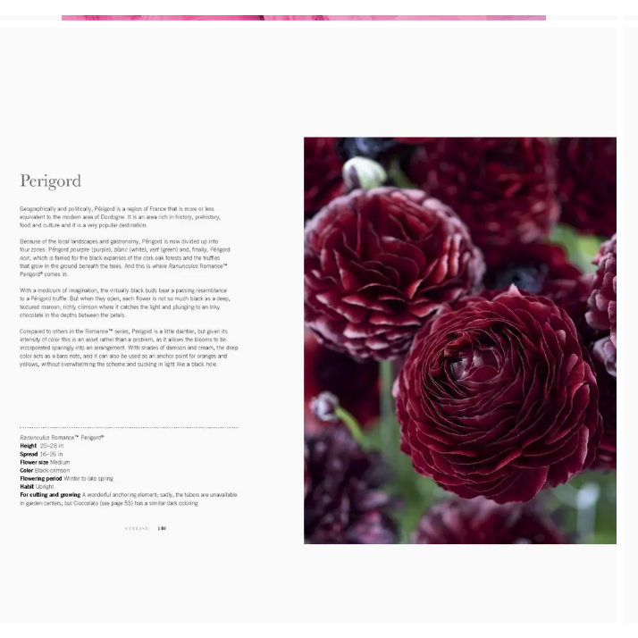 Bouquet of red flowers with text on a white background