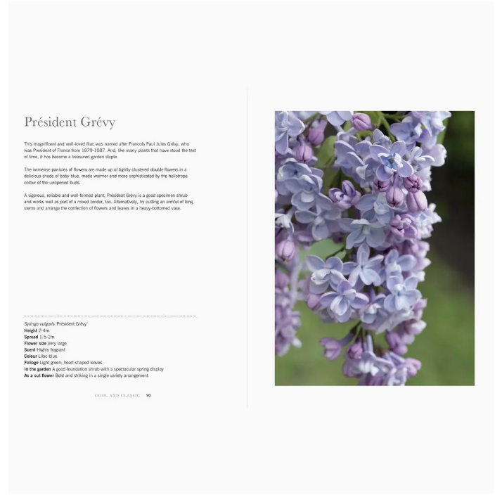 Floral arrangement with purple flowers on a white background