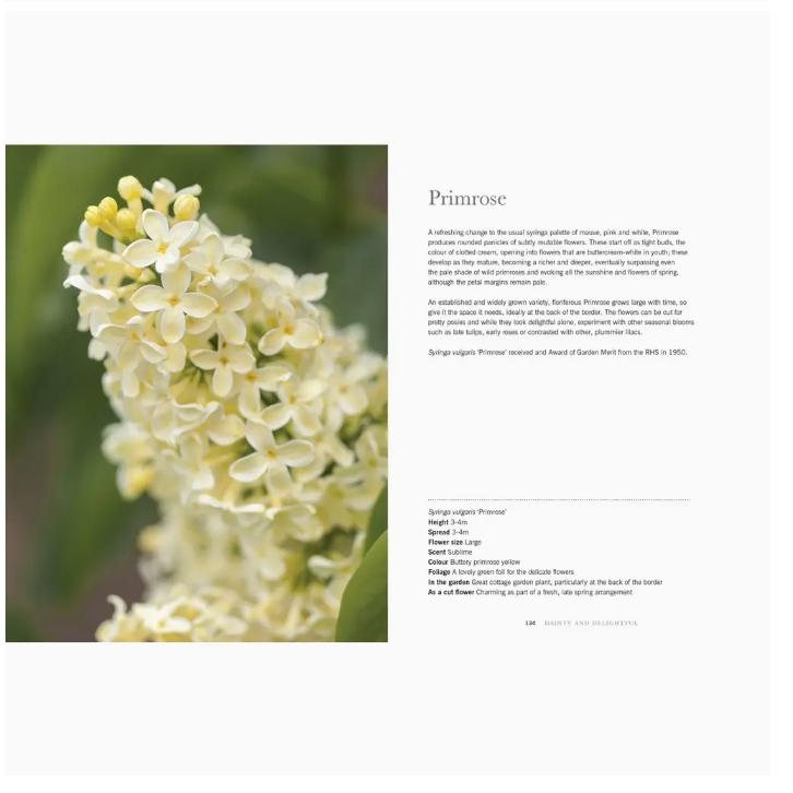 Close-up of white primrose flowers with text on a white background