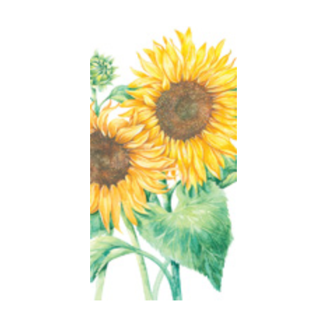 Mirasol White Guest Towels 