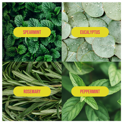Four different types of mint leaves labeled Spearmint, Eucalyptus, Rosemary, and Peppermint.