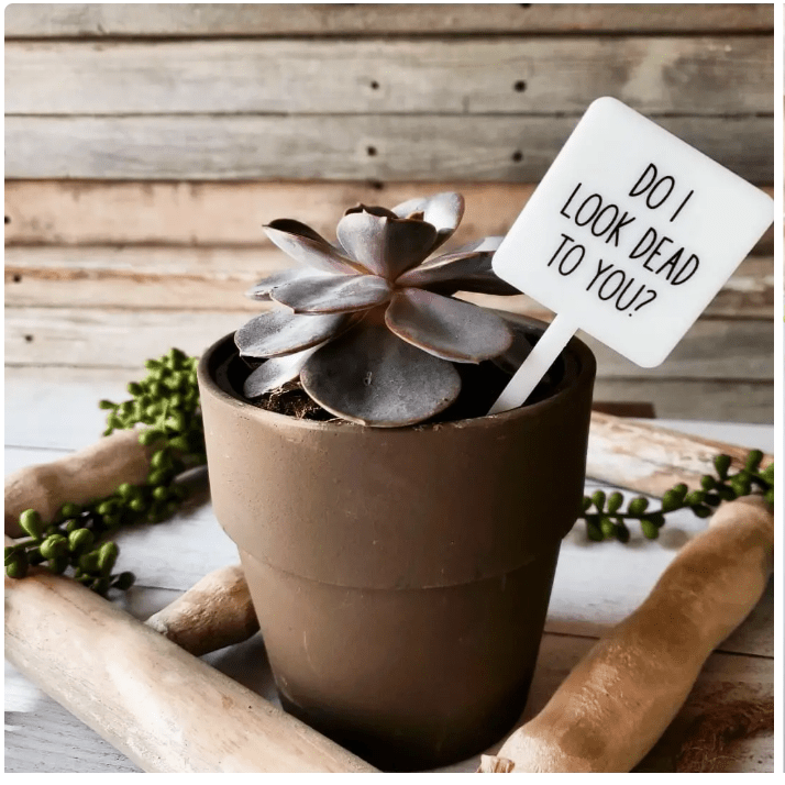 Do I Look Dead to You? Plant Marker Stake - White Farmhouse Flowers