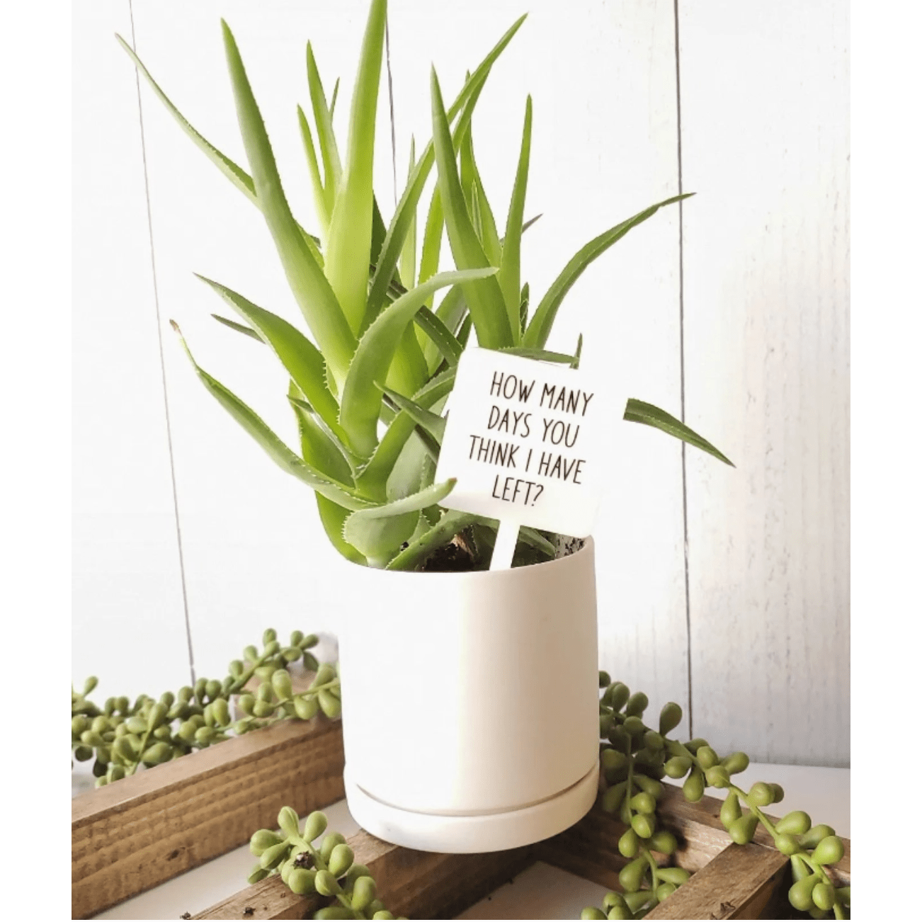 How Many Days Do I Have Left? Plant Marker Stake - White Farmhouse Flowers