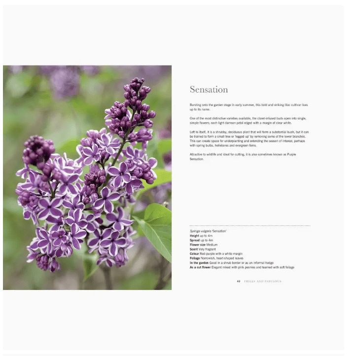 Lilac's Coffee Table Book - White Farmhouse Flowers