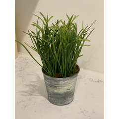Thin Grass in Distressed Pot