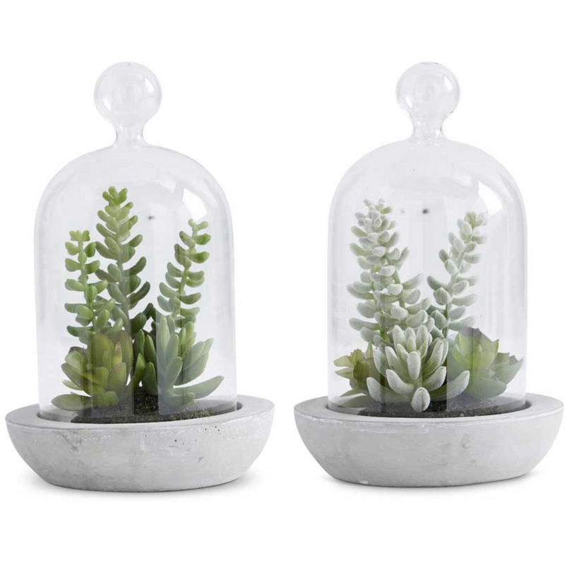 Succulent in Glass Dome.