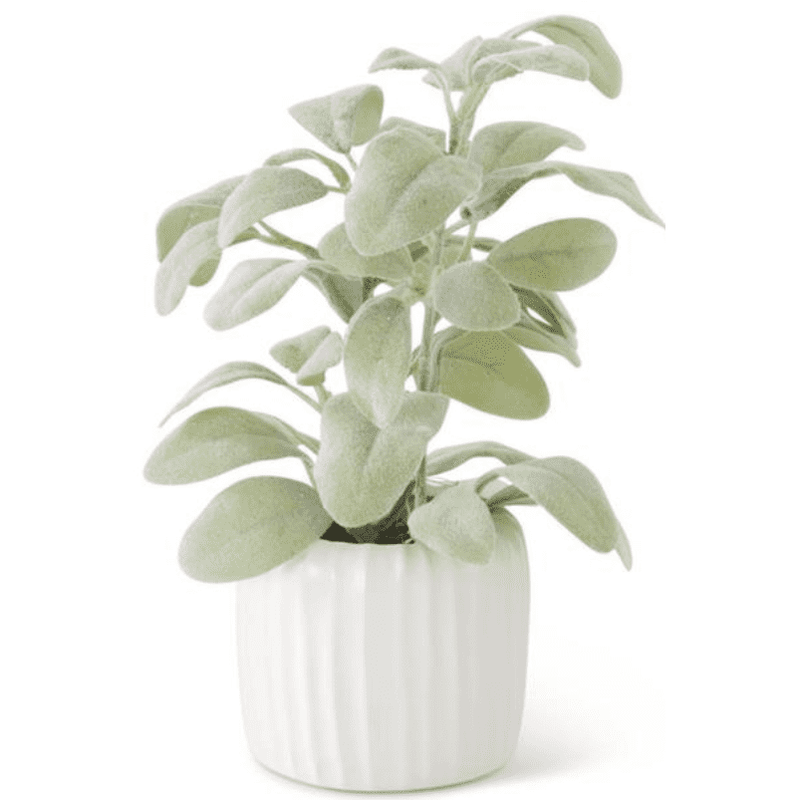 Lambs Ear in Pot 11".